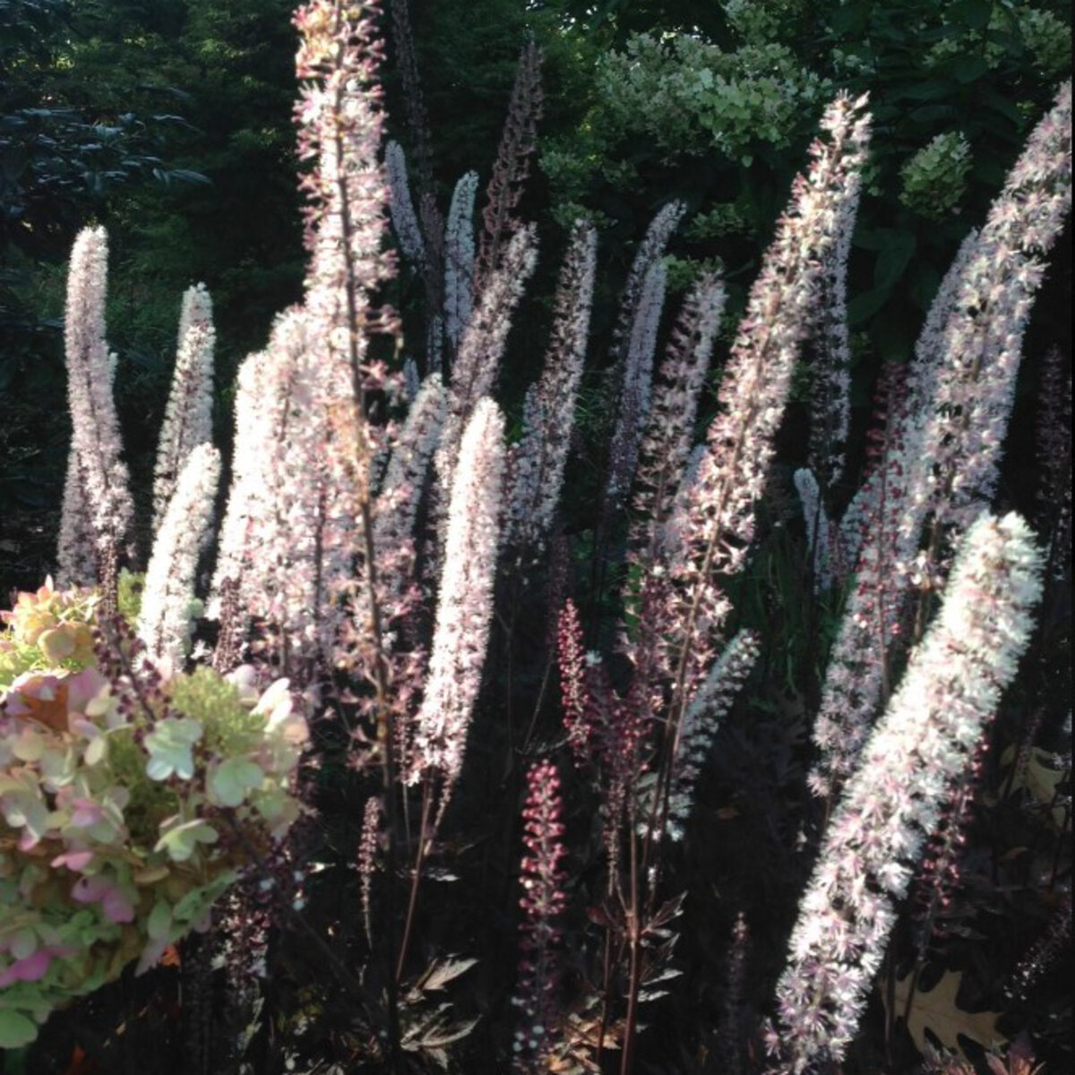 Actaea Simplex var. Atropurpurea James Compton Bugbane | SiteOne