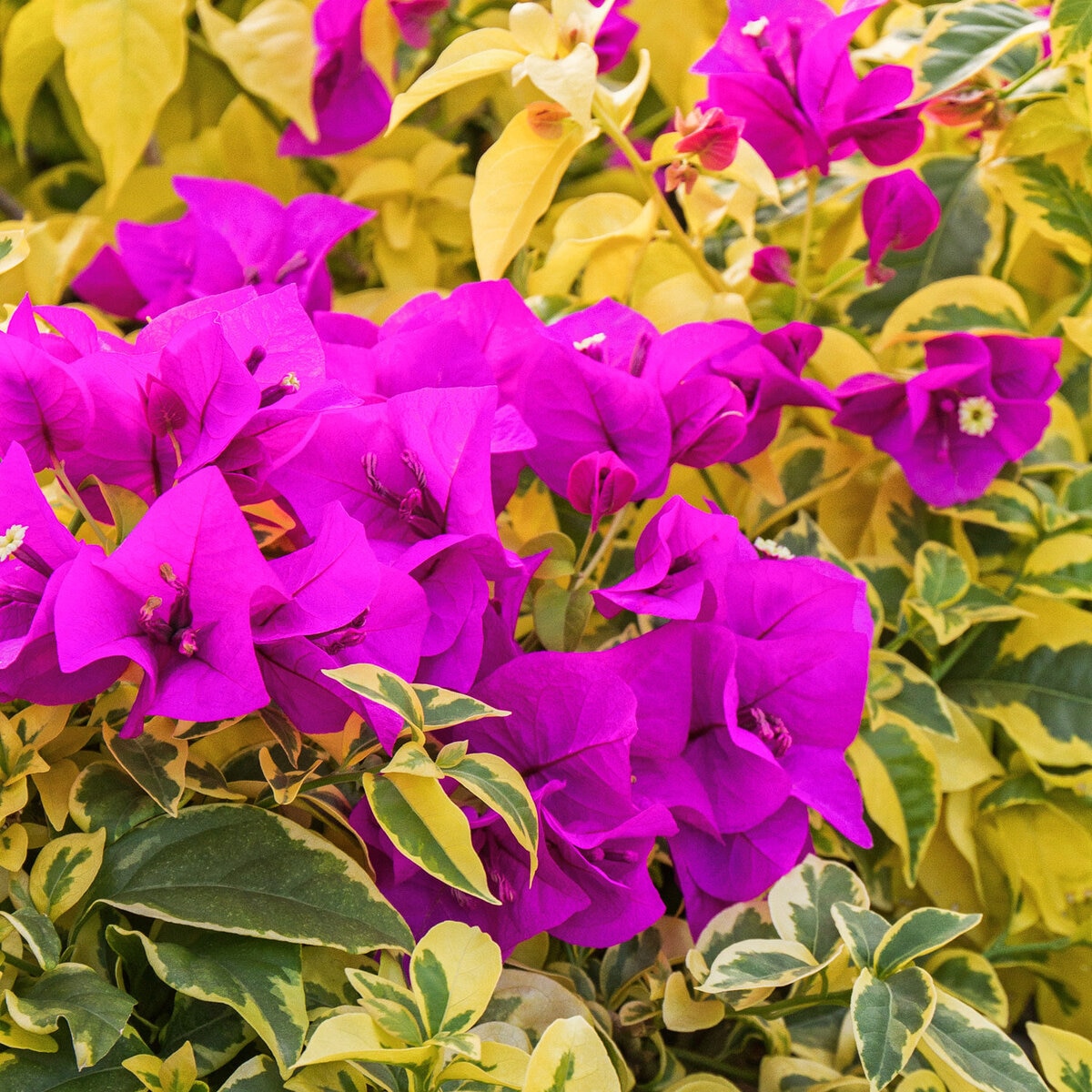 Bougainvillea Golden Jackpot Bougainvillea | SiteOne