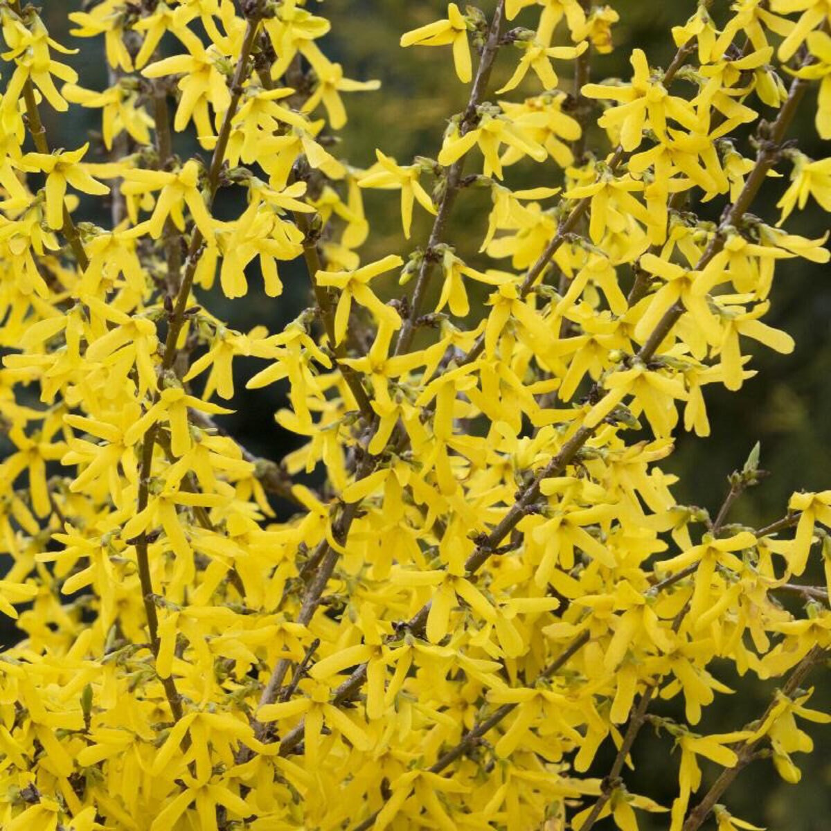 Forsythia X Springshine Forsythia | SiteOne