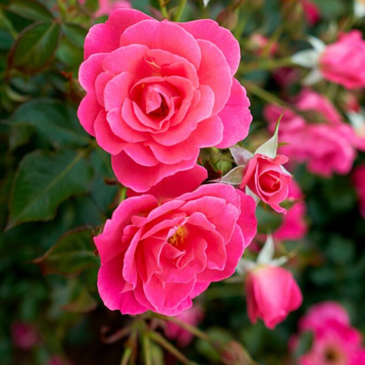 Rosa X 49th Parallel Collection 'Aurora Borealis' Shrub | SiteOne