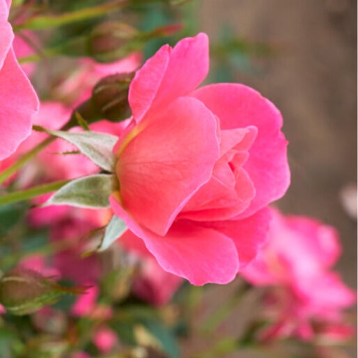 Rosa X 49th Parallel Collection 'Aurora Borealis' Shrub | SiteOne