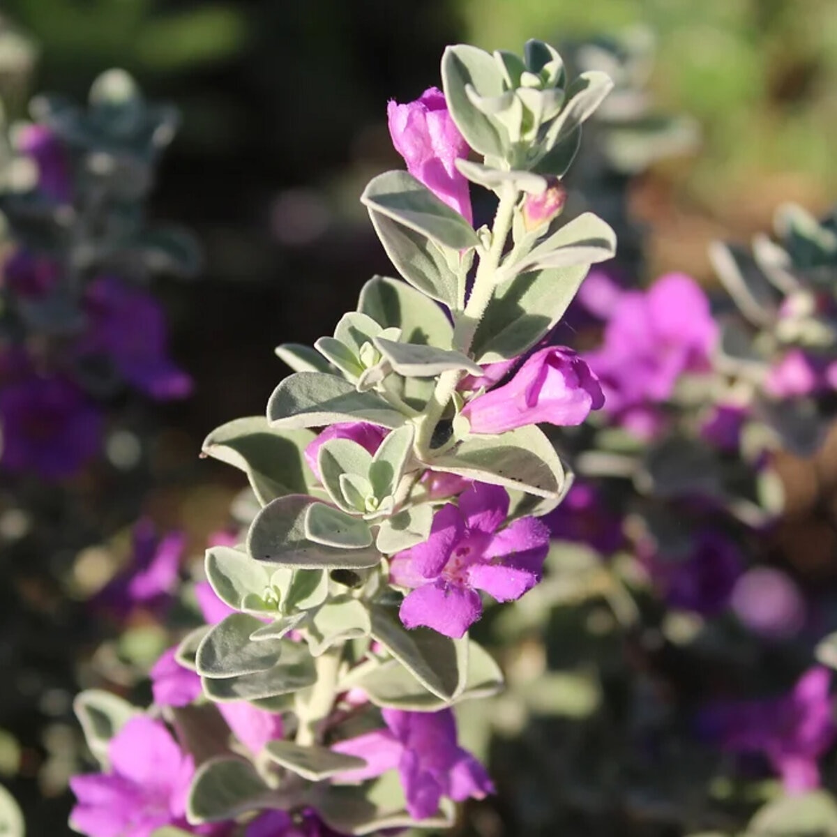 Leucophyllum Zygophyllum 'Laredo' Blue Ranger | SiteOne