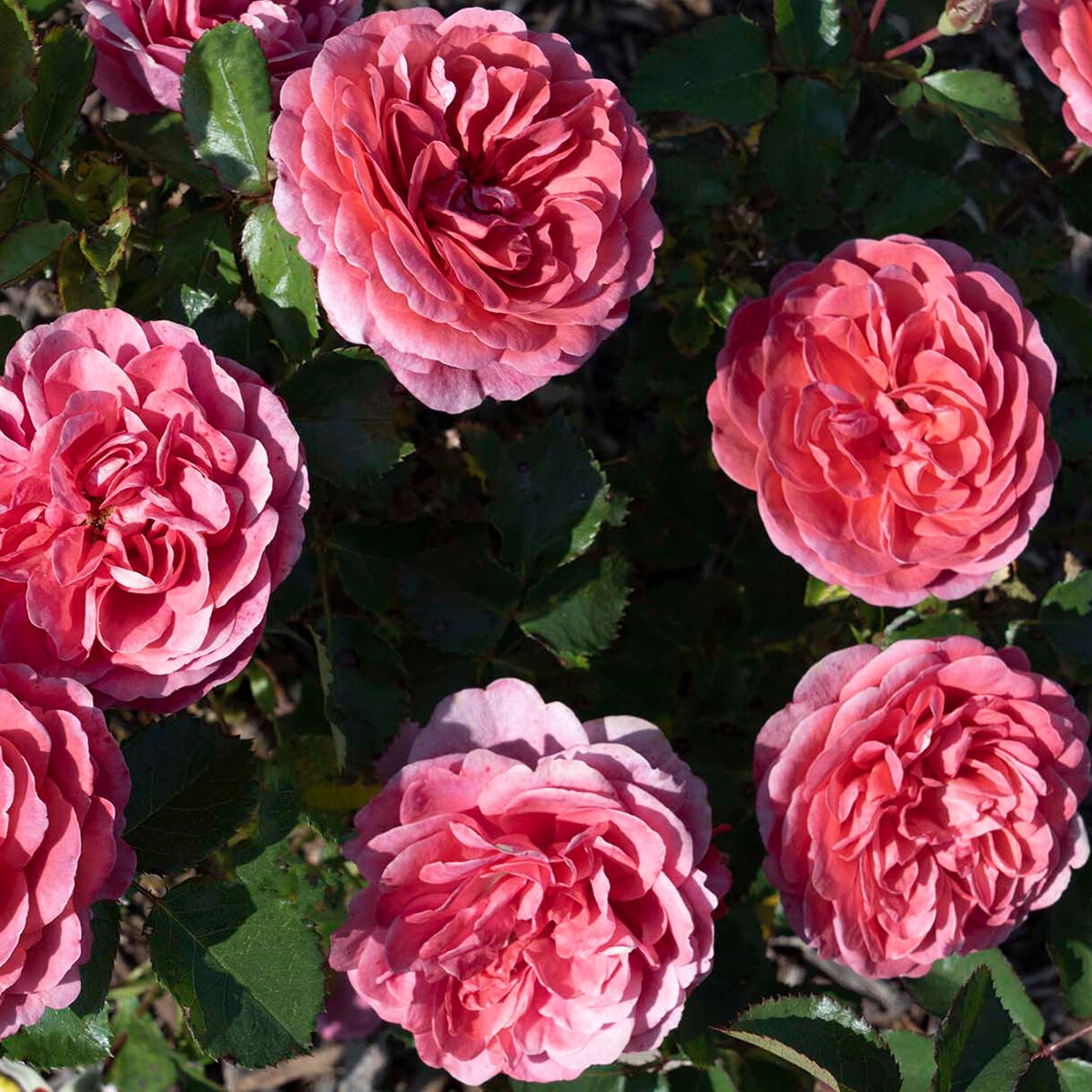Rosa Floribunda Desert Sky Rose | SiteOne