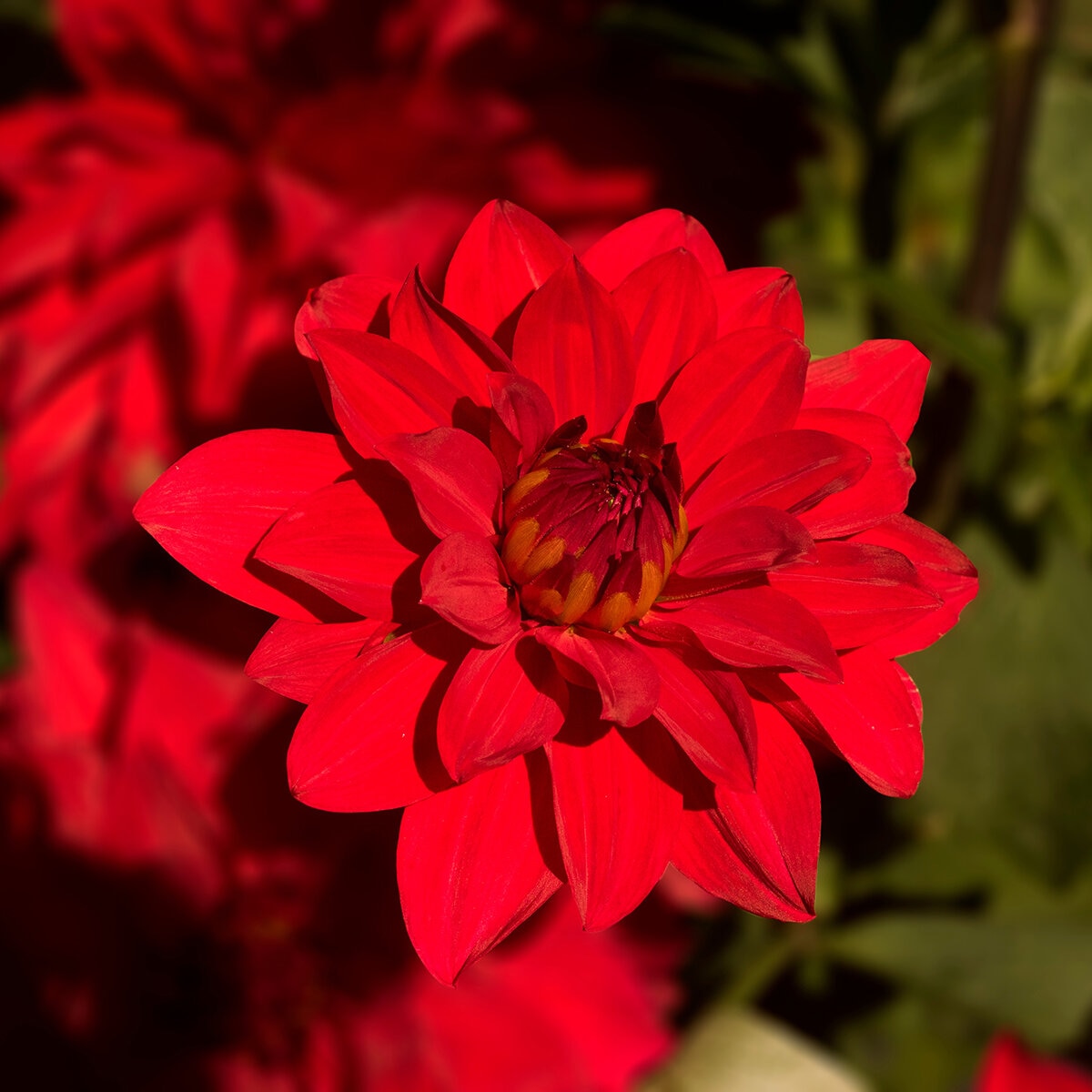 Dahlia Bulb Dinnerplate Babylon Red Decorative Dahlia SiteOne