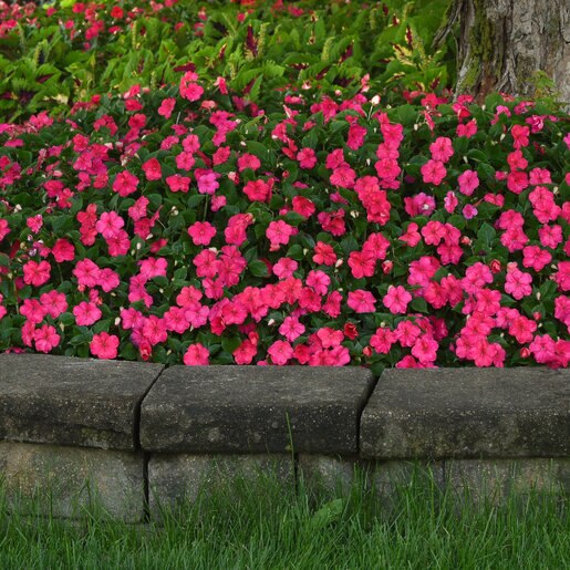Impatiens Walleriana Beacon Lipstick Impatiens SiteOne