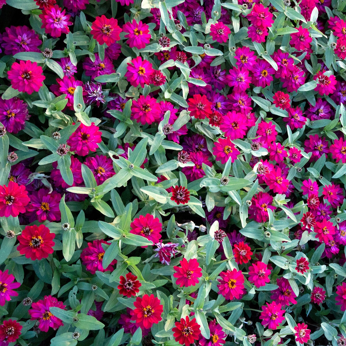 Zinnia Grandiflora Profusion Double Hot Cherry Zinnia SiteOne