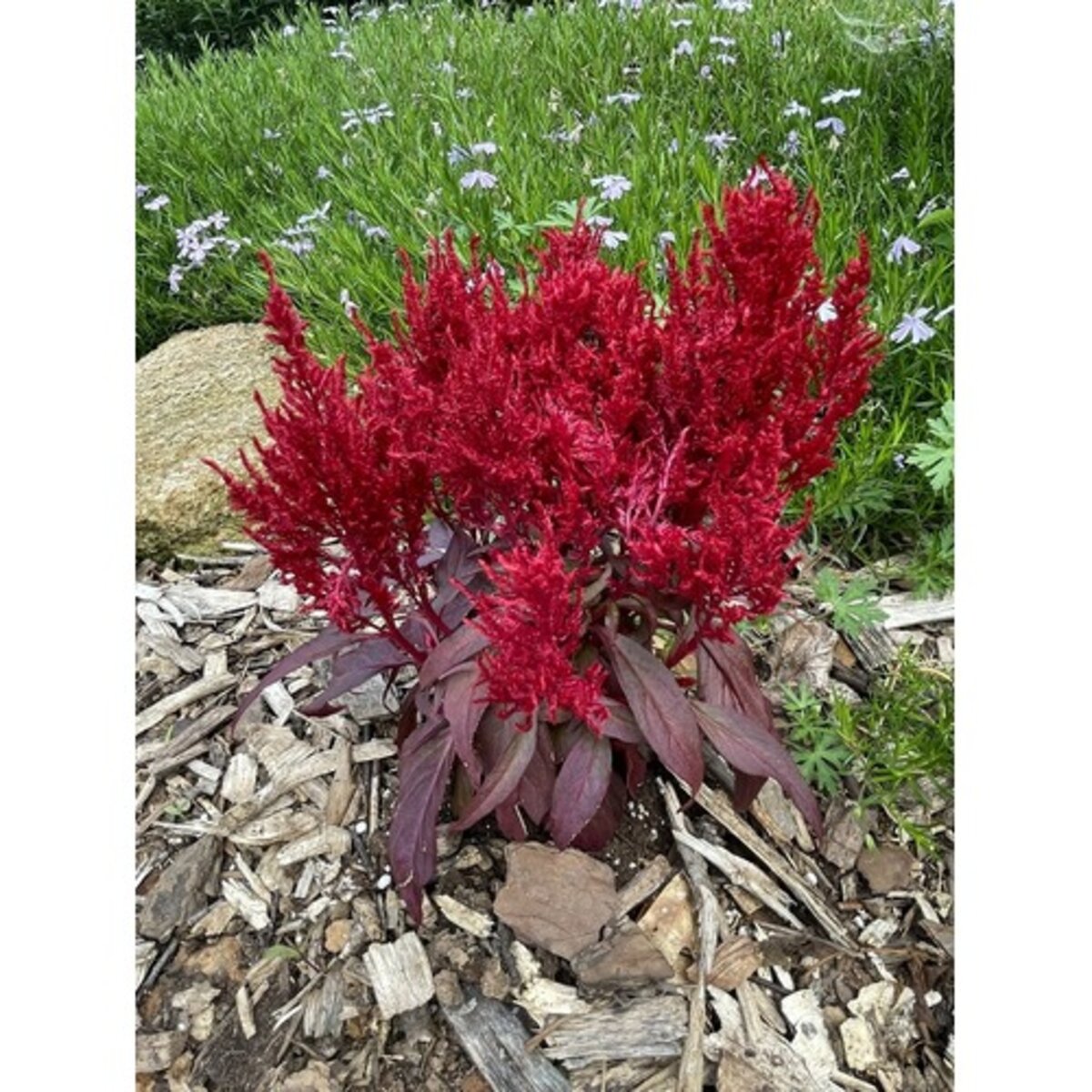 Dragons Breath Plant Poisonous