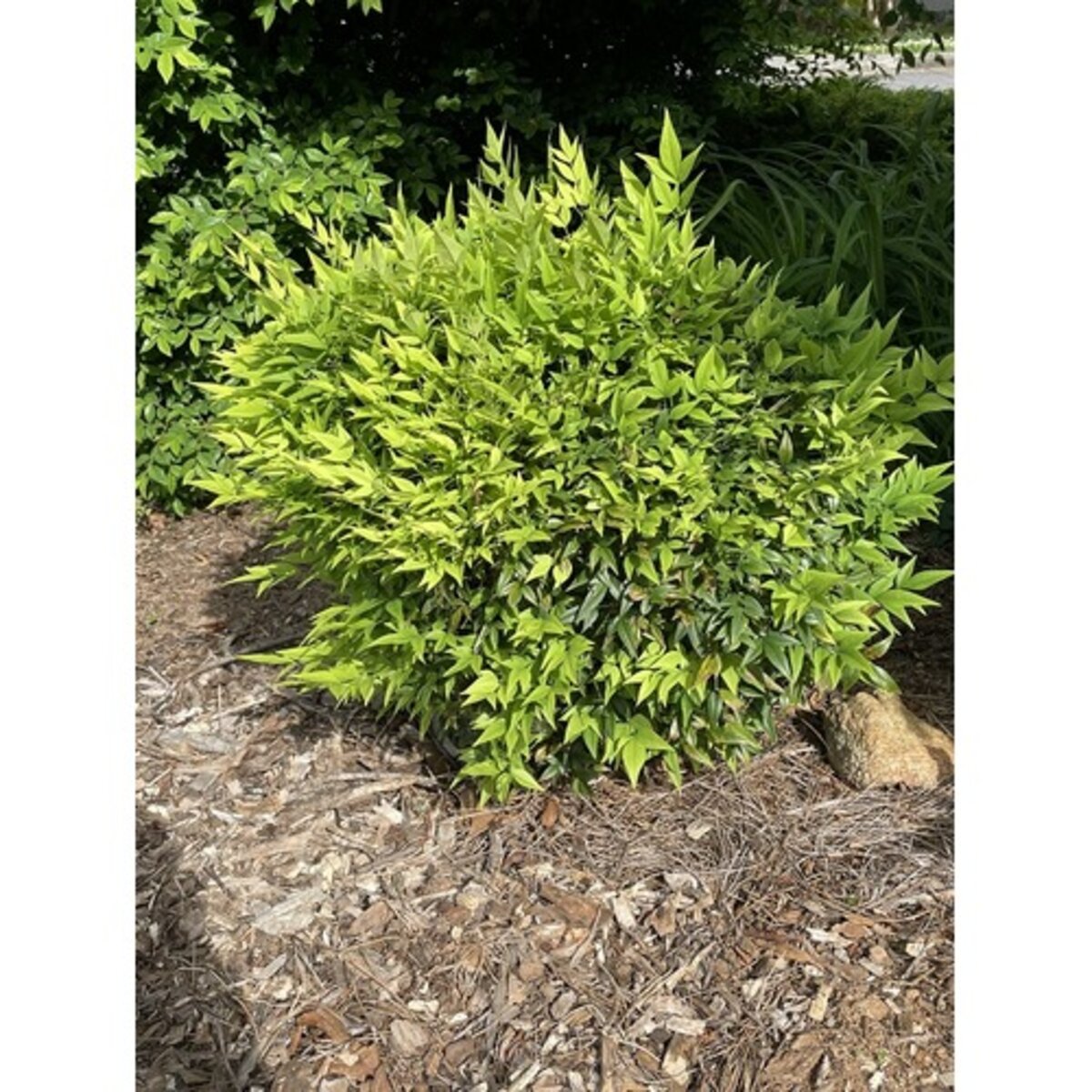 nandina-domestica-lemon-lime-heavenly-bamboo-siteone