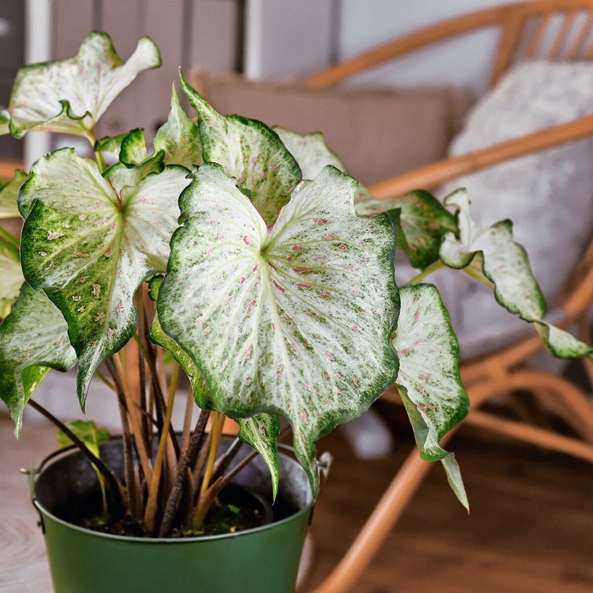 Caladium X Candyland Angel Wings | SiteOne