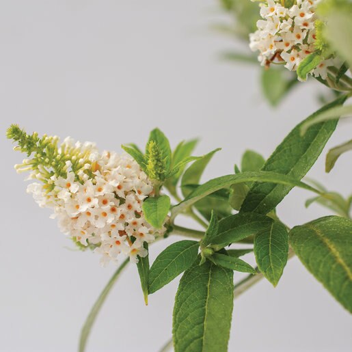 Buddleia Davidii Dapper White Portfolio Butterfly Bush SiteOne