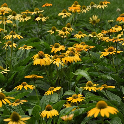 Echinacea X Hybrida Artisan Yellow Ombre Portfolio Cone SiteOne