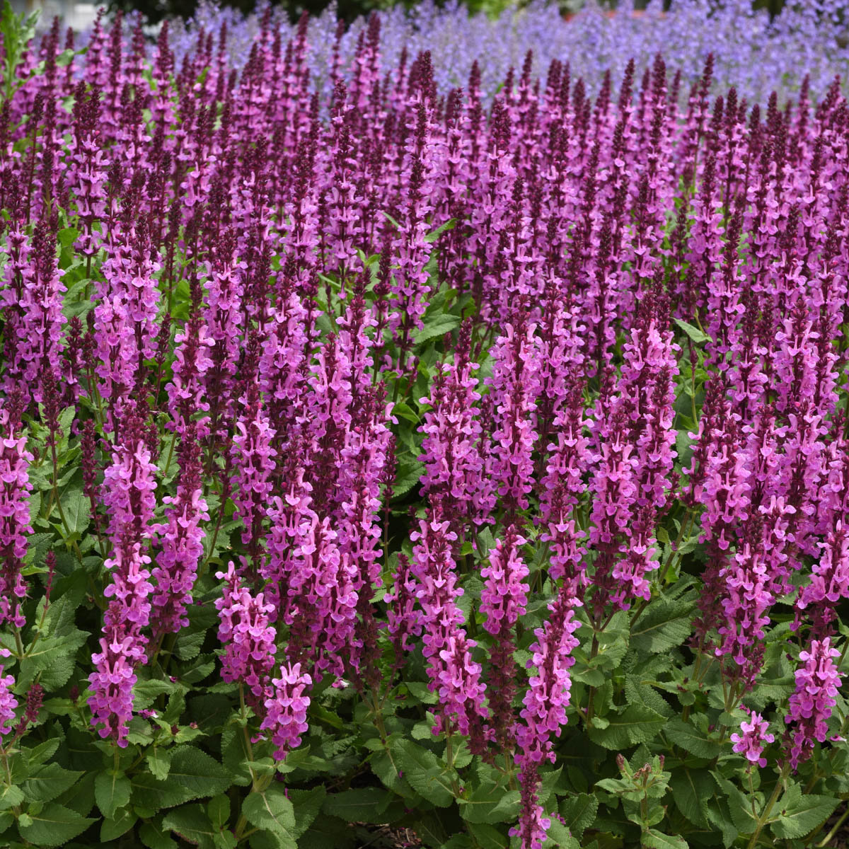 Salvia Nemorosa Rose Marvel Portfolio Woodland Sage SiteOne