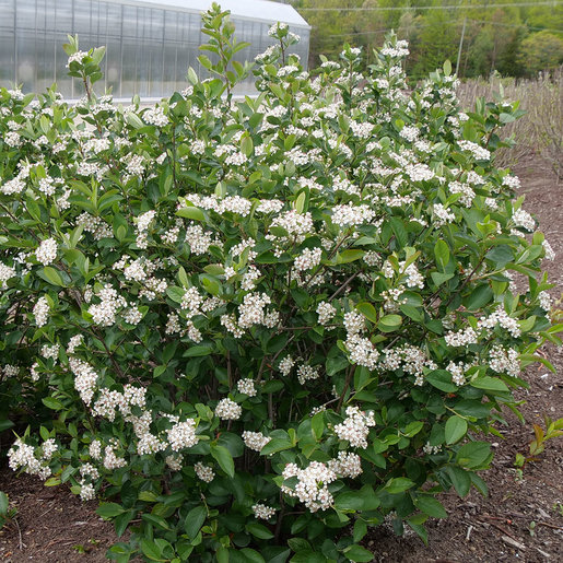 Aronia Low Scape Hedger