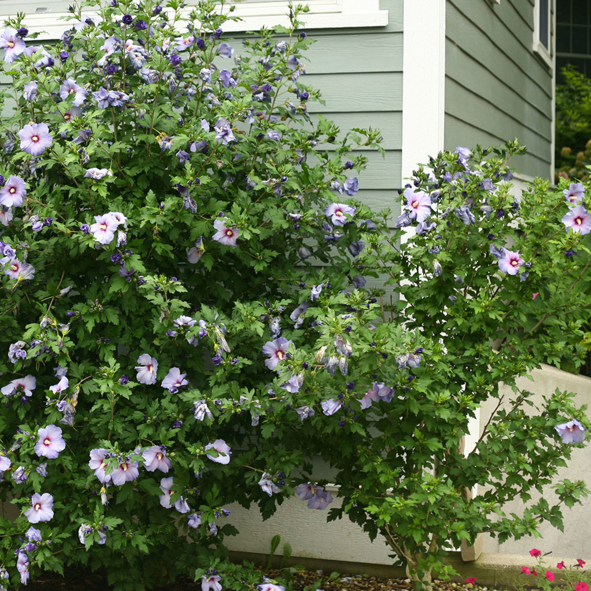 Hibiscus Syriacus Azurri Blue Satin Rose of Sharon | SiteOne