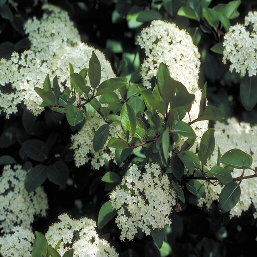 Viburnum Prunifolium Blackhaw Viburnum 3 Flowers, Plants & Shrubs