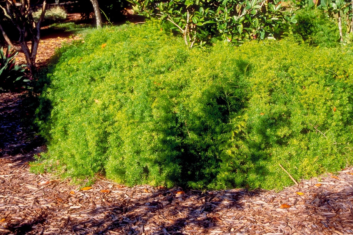 Asparagus Densiflorus Sprengeri Asparagus Fern Hanging Basket 10 in. Flowers, Plants