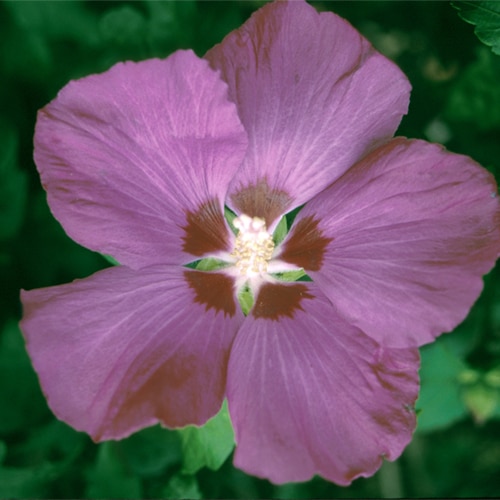 Hibiscus Syriacus Woodbridge Rose Of Sharon Tree Form Siteone