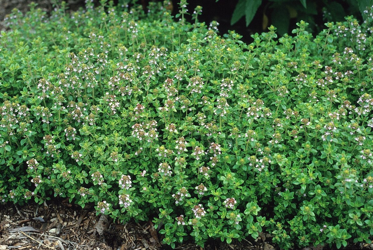 Thymus X Citriodorus Lemon Thyme SP4 Container SiteOne