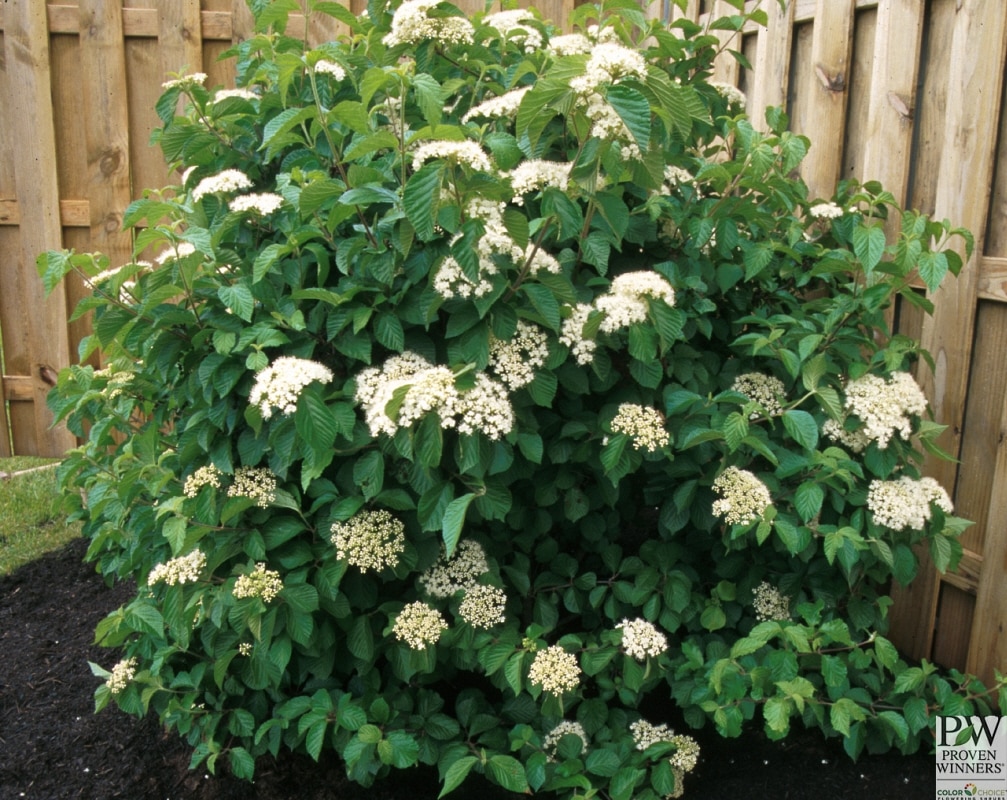 Viburnum Dilatatum Henneke(Cardinal Candy) Linden Viburnum 3