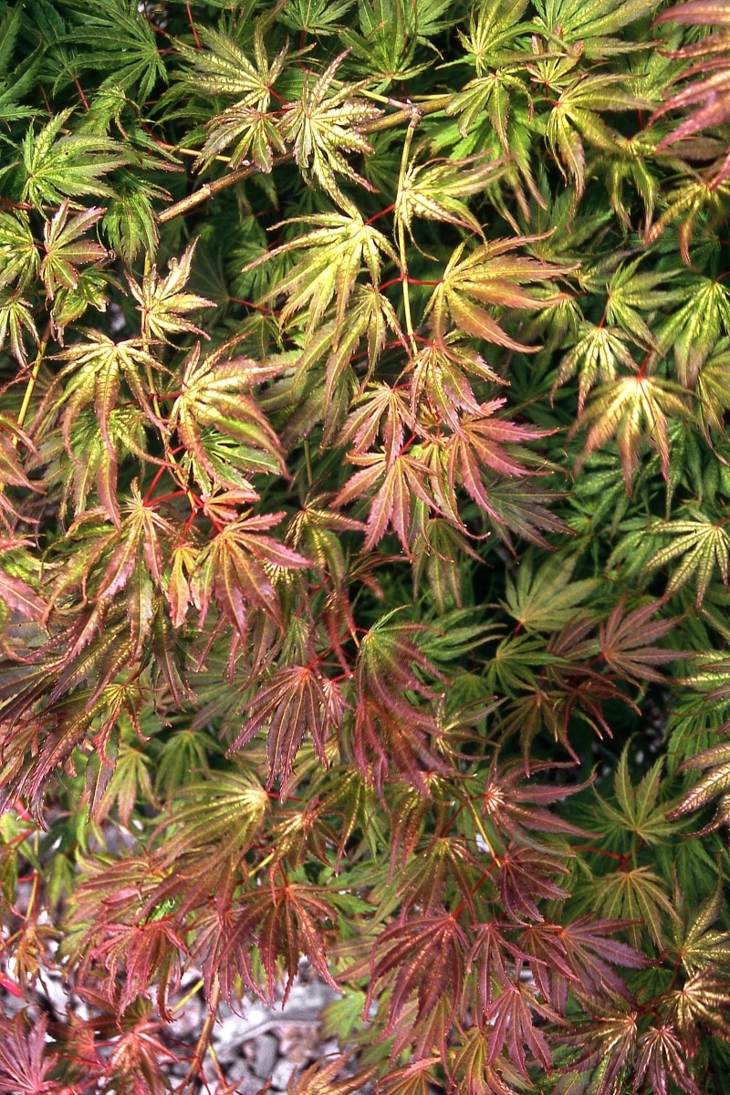 Acer Palmatum Tiger Rose Japanese Maple 5 ft. Height Ba SiteOne