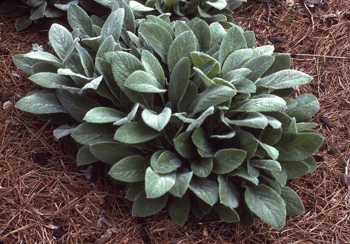 Stachys Byzantina Helen Von Stein Lamb's Ears SiteOne