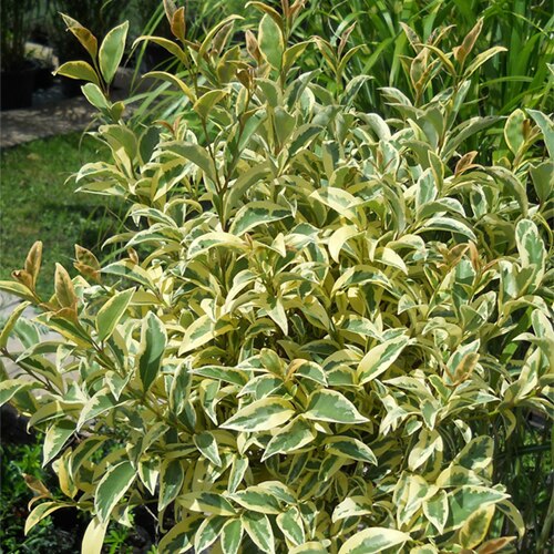 Ligustrum Japonicum Variegatum Japanese Privet SiteOne Ligustrum Japonicum Variegatum Japanese Privet SiteOne
