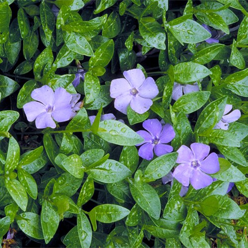 Vinca Minor Common Periwinkle SP1 SiteOne