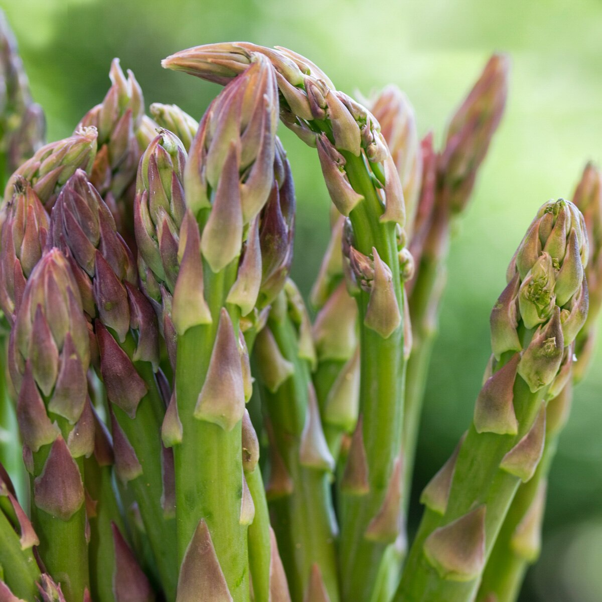 Asparagus Officinalis Jersey Knight Asparagus 2 Contai SiteOne