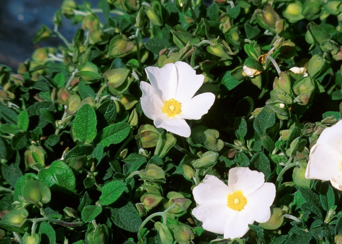 Cistus Salviifolius Prostratus Sage Leaf Rock Rose 5 SiteOne