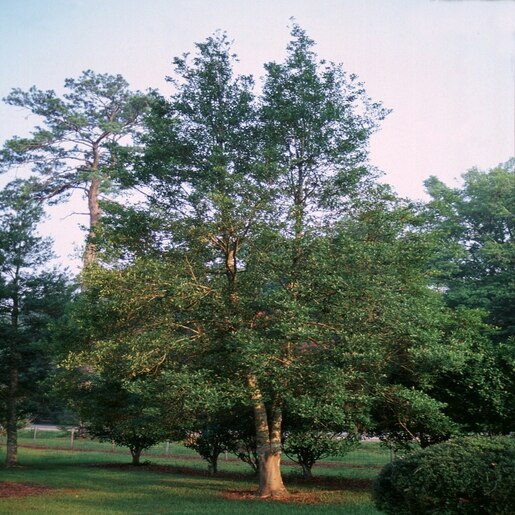 Ilex X Attenuata Savannah Topal Holly Tree Form 3 In SiteOne