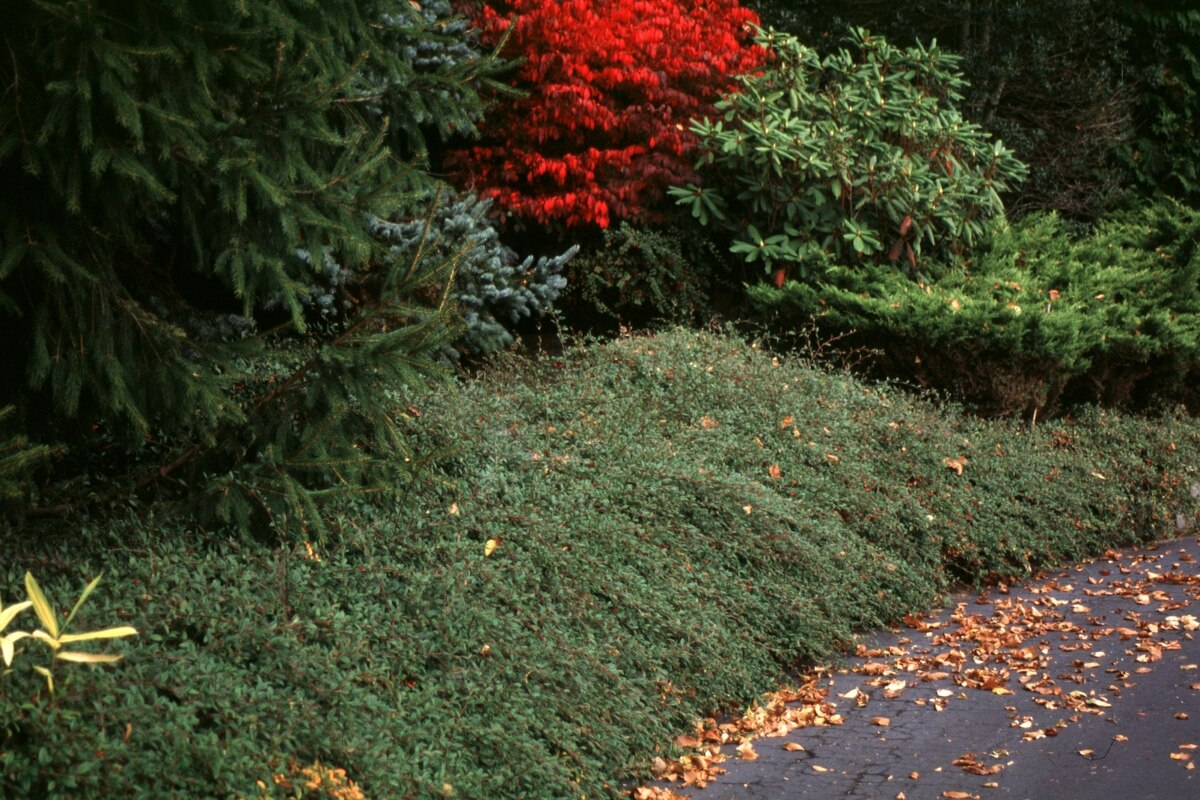 Cotoneaster Salicifolius Scarlet Leader Willowleaf Coto | SiteOne
