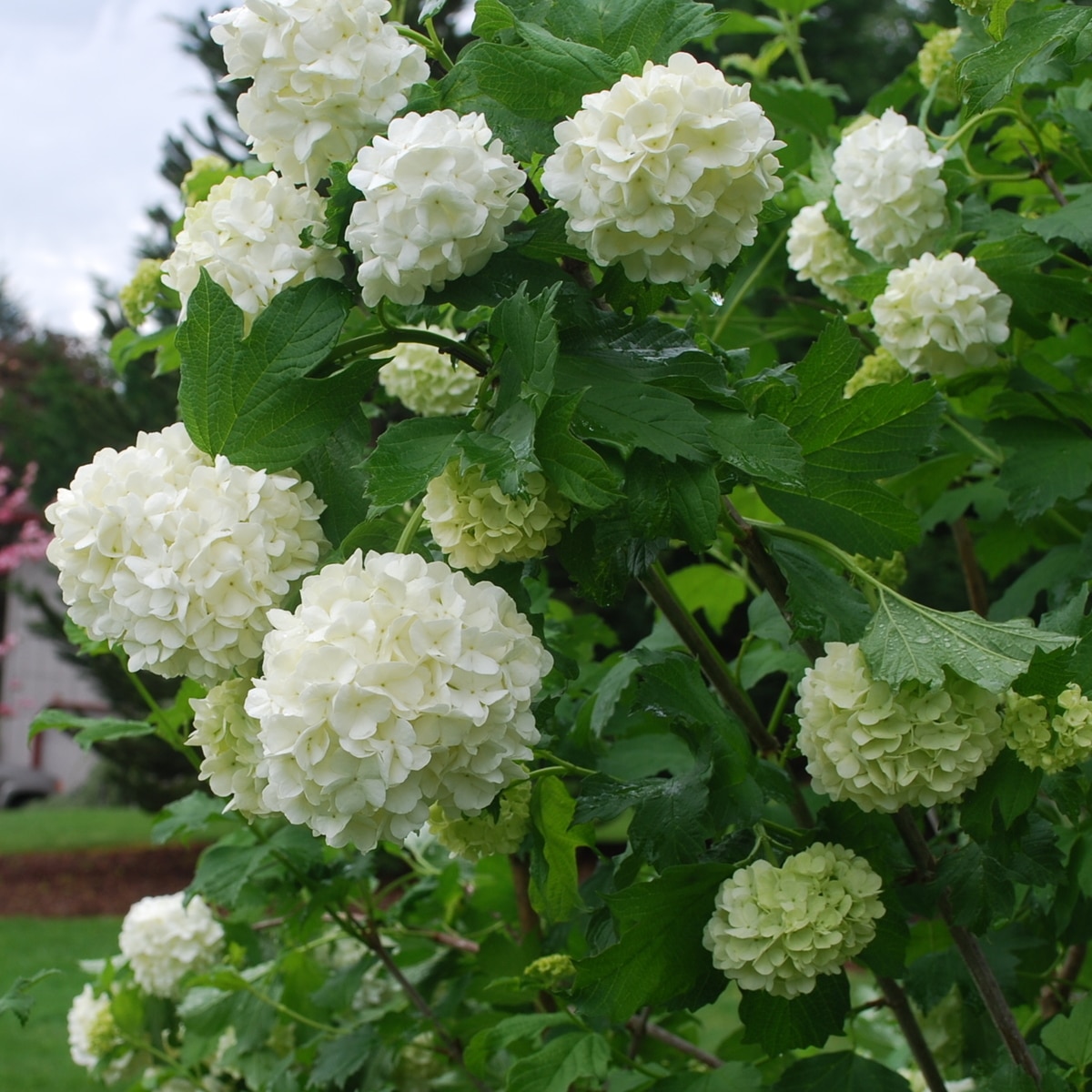 Viburnum Opulus Sterile Eastern Snowball SiteOne