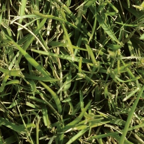 Zeon Zoysia Sod 24 in. x 50 in. Roll Sod SiteOne