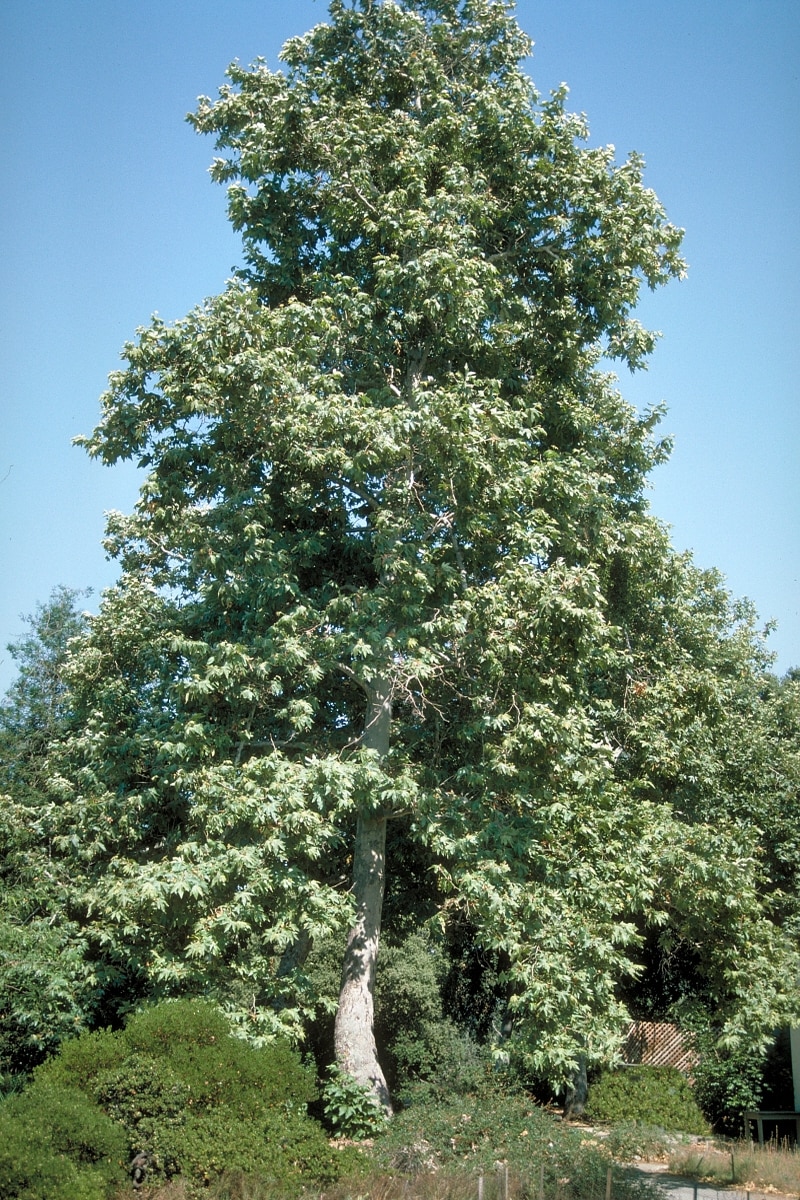 Platanus Racemosa Western Sycamore SiteOne