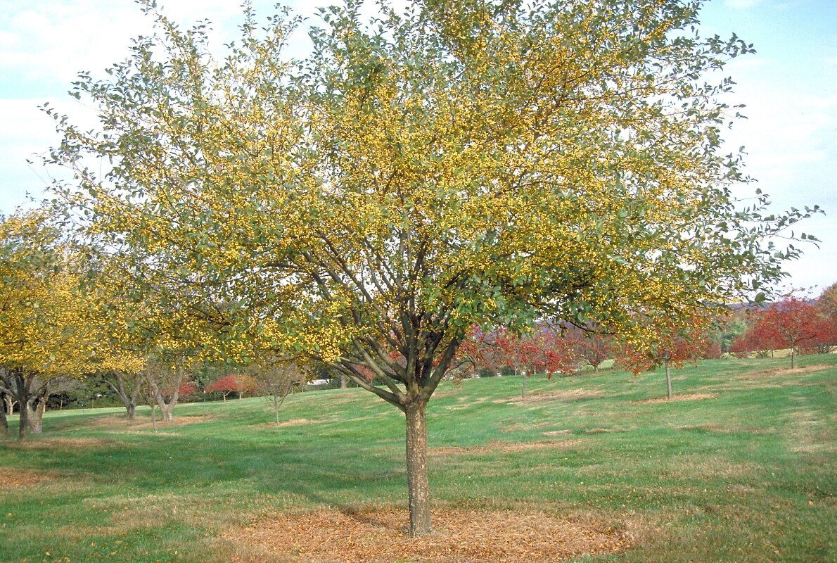 Malus X Harvest Gold Flowering Crabapple 2 in. Trees SiteOne