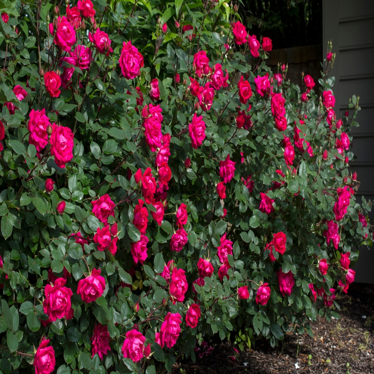 Rosa Radtko (Double Knock Out) Rose 3 Flowers, Plants & Shrubs