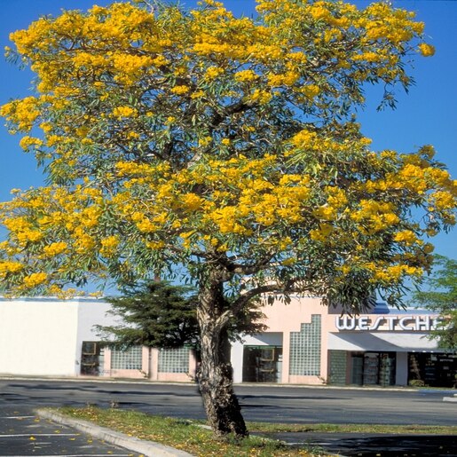 Tabebuia Caraiba Yellow Trumpet Tree 25 Trees Siteone