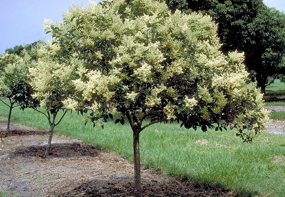 Ligustrum Lucidum Tree Ligustrum 10 ft. SiteOne