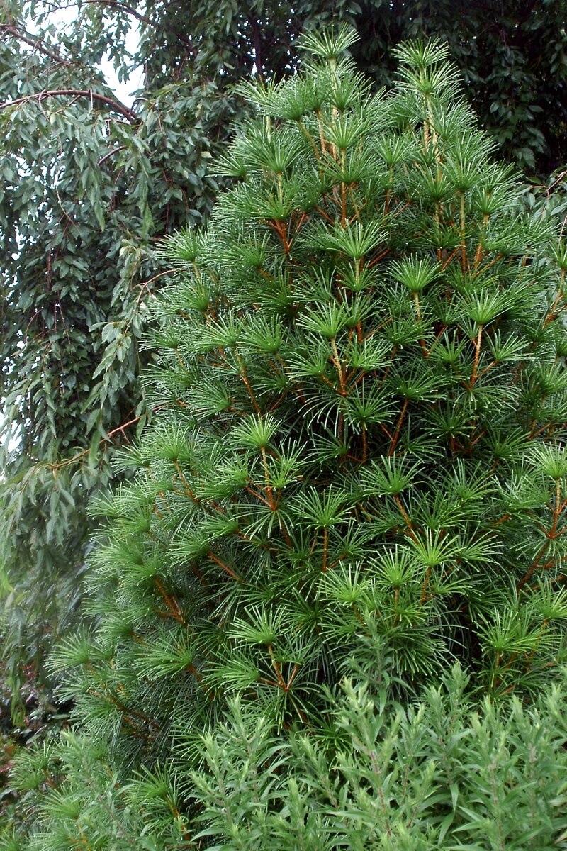 Sciadopitys Verticillata Japanese Umbrella Pine 5 ft. SiteOne