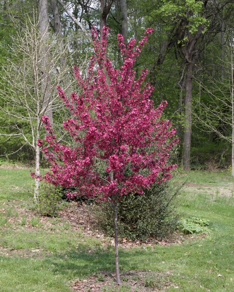 Malus X Prairifire Flowering Crabapple 15 Trees SiteOne