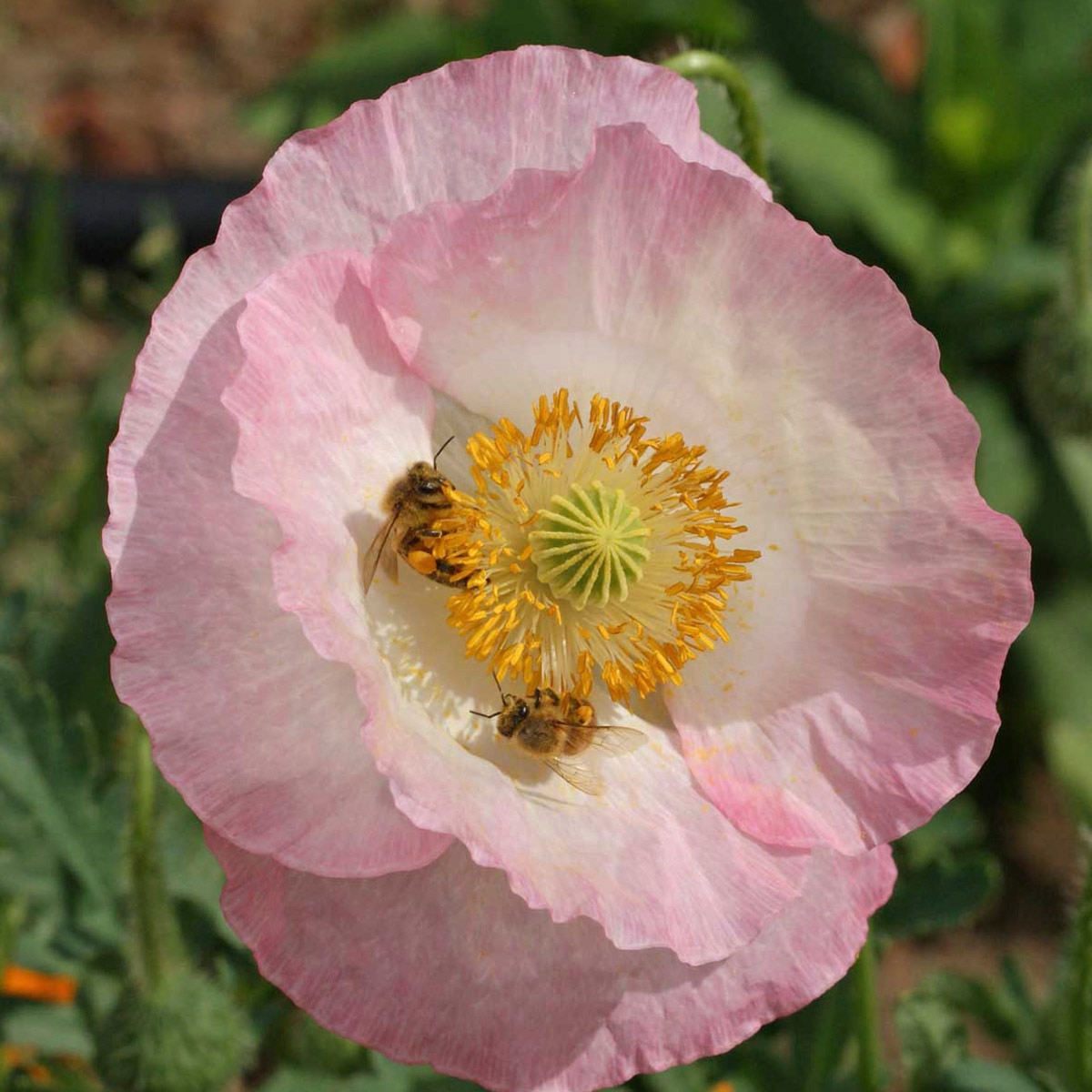 LESCO Honey Bee Wildflower Mixture Seed Bulk SiteOne