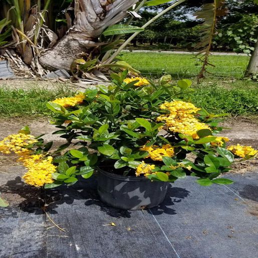 Ixora X Maui Yellow 3 Flowers, Plants & Shrubs SiteOne