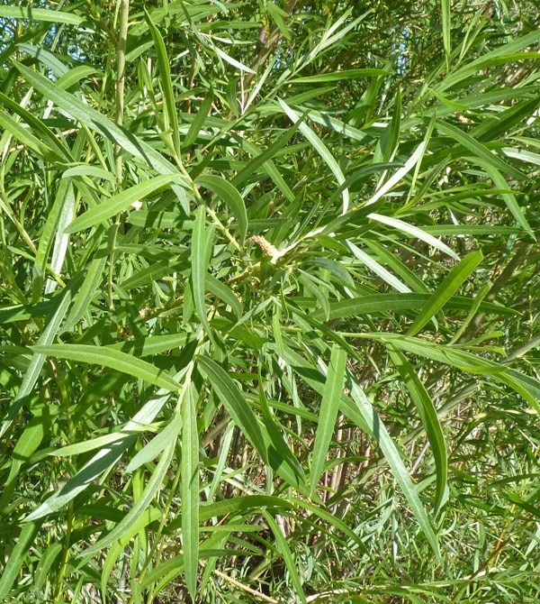 Salix Exigua Sandbar Willow SiteOne