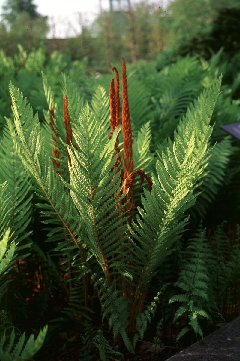 Osmunda Cinnamomea Cinnamon Fern SiteOne
