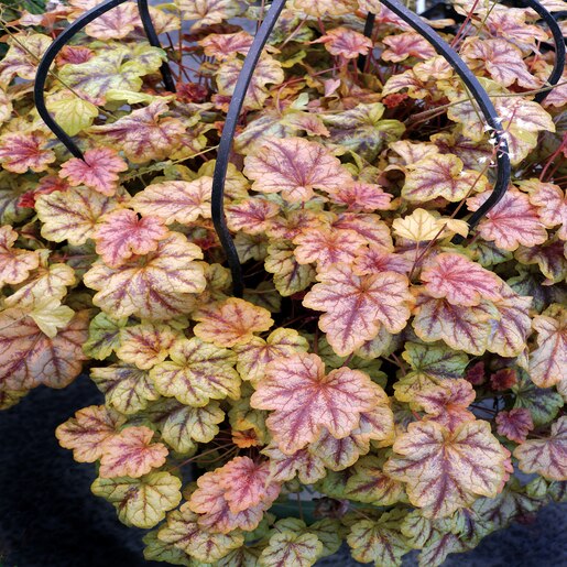 X Heucherella Copper Cascade Foamy Bells SiteOne
