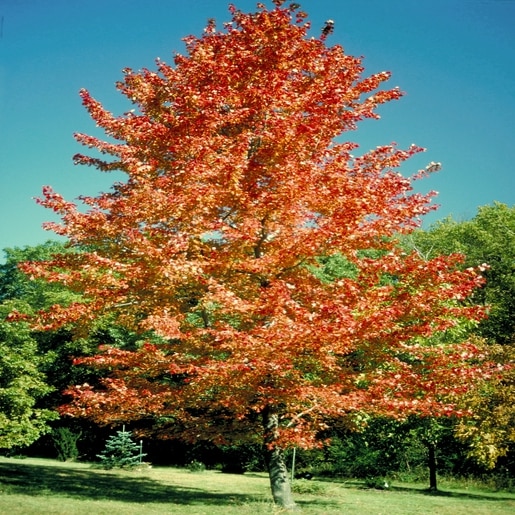 Acer X Freemanii Freeman Maple 2 in. SiteOne