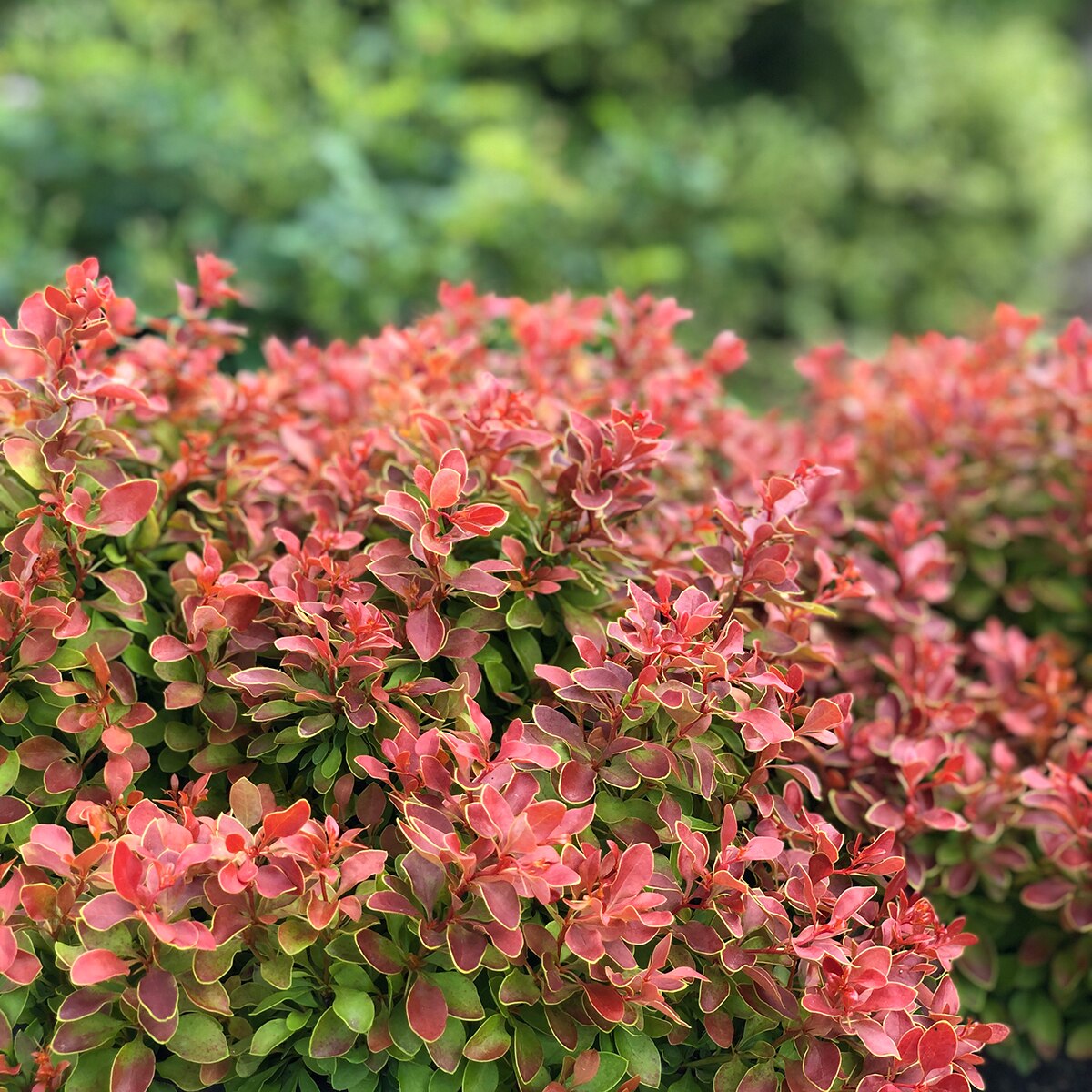Berberis Thunbergii Admiration Japanese Barberry SiteOne berberis-thunbergii-admiration-japanese-barberry-siteone