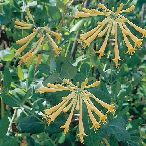 Lonicera Sempervirens John Clayton Trumpet Honeysuckle 2