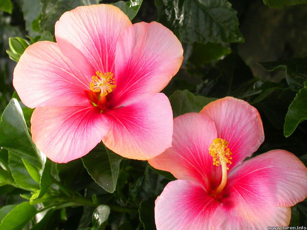Hibiscus R Pink Versicolor #1 | Flowers, Plants & Shrubs | SiteOne