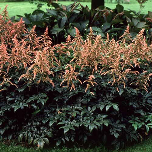 Astilbe X Arendsii Bressingham Beauty Astilbe 1 Contai Siteone
